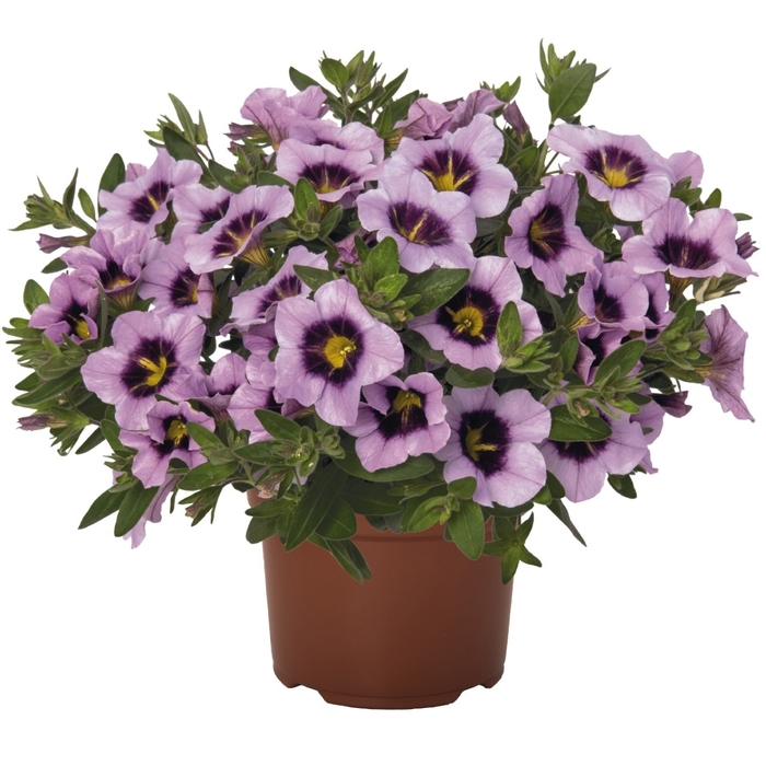 Bloomtastic Serenity - Calibrachoa from Bloomfield Garden Center Bloomtastic Serenity - Calibrachoa from Bloomfield Garden Center