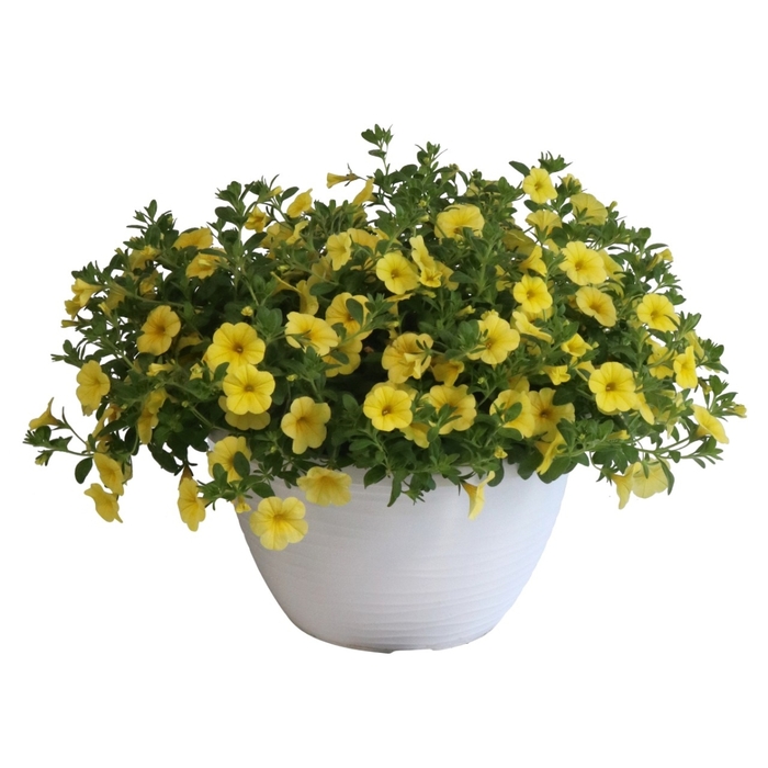 Bloomtastic Yellow - Calibrachoa from Bloomfield Garden Center Bloomtastic Yellow - Calibrachoa from Bloomfield Garden Center