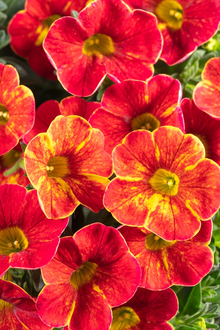 Firewalker - Calibrachoa from Bloomfield Garden Center Firewalker - Calibrachoa from Bloomfield Garden Center