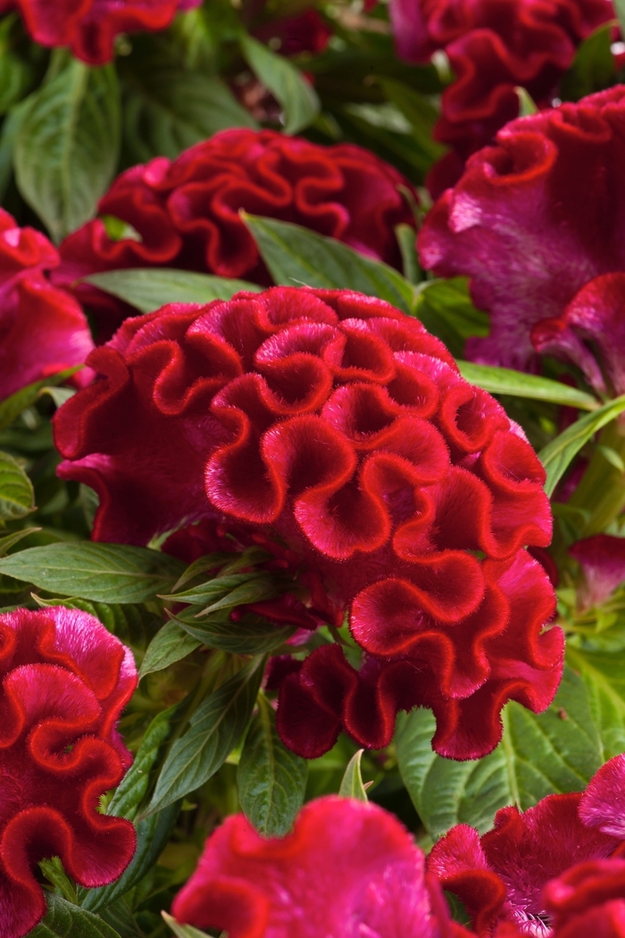 Twisted™ Strawberry - Celosia cristata from Bloomfield Garden Center