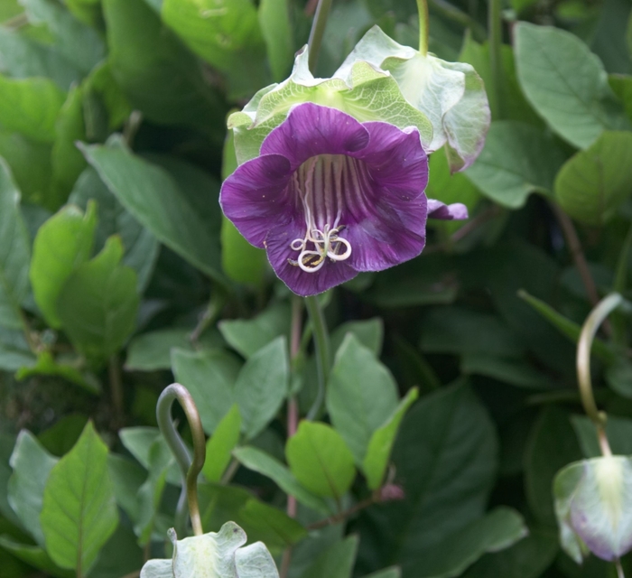 Cup and Saucer Vine Purple - Cobaea scandens from Bloomfield Garden Center