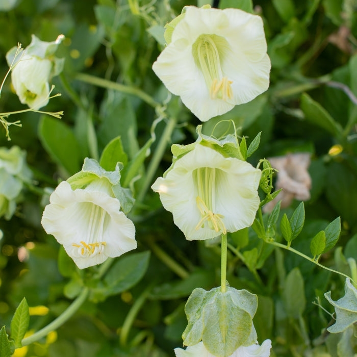 Cobaea scandens Cup and Saucer Vine White Bloomfield Garden Center
