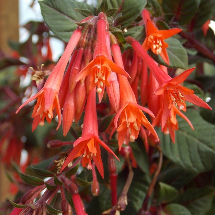 Gartenmiester - Fuchsia - Upright from Bloomfield Garden Center