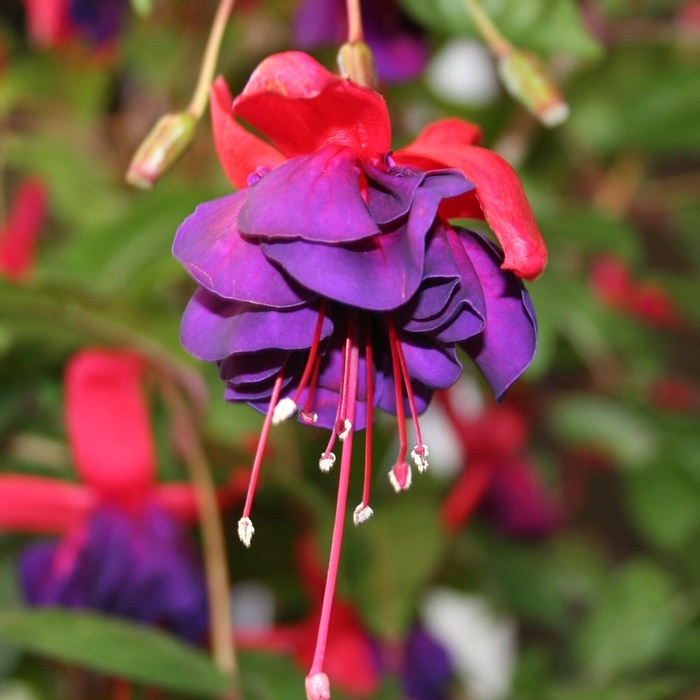 Voo Doo - Fuchsia from Bloomfield Garden Center Voo Doo - Fuchsia from Bloomfield Garden Center
