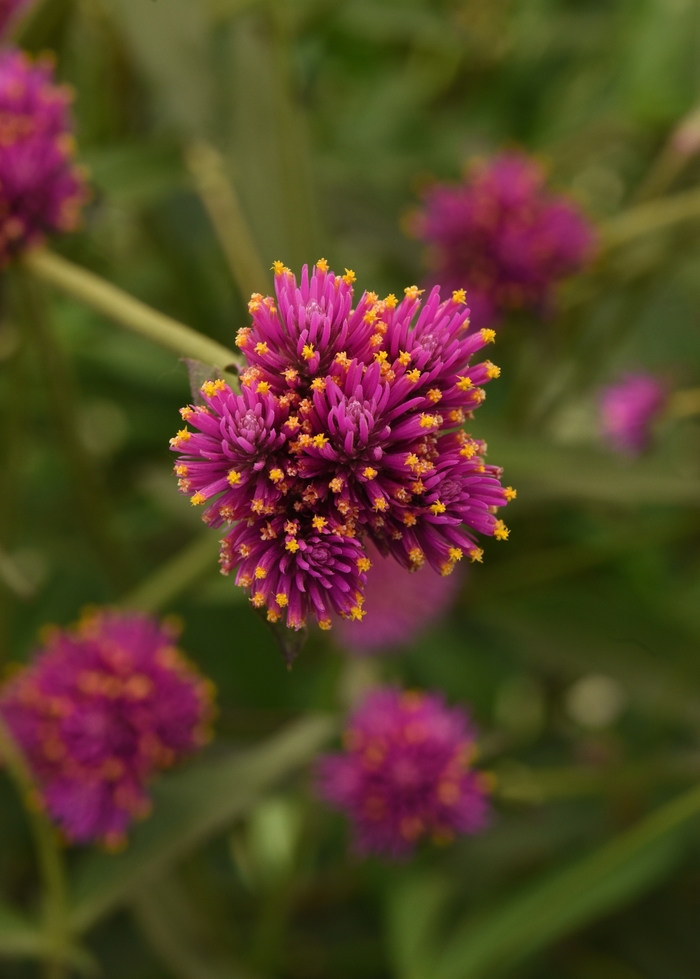 Fireworks - Gomphrena from Bloomfield Garden Center