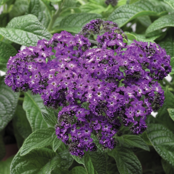 Scentropia Blue - Heliotrope from Bloomfield Garden Center