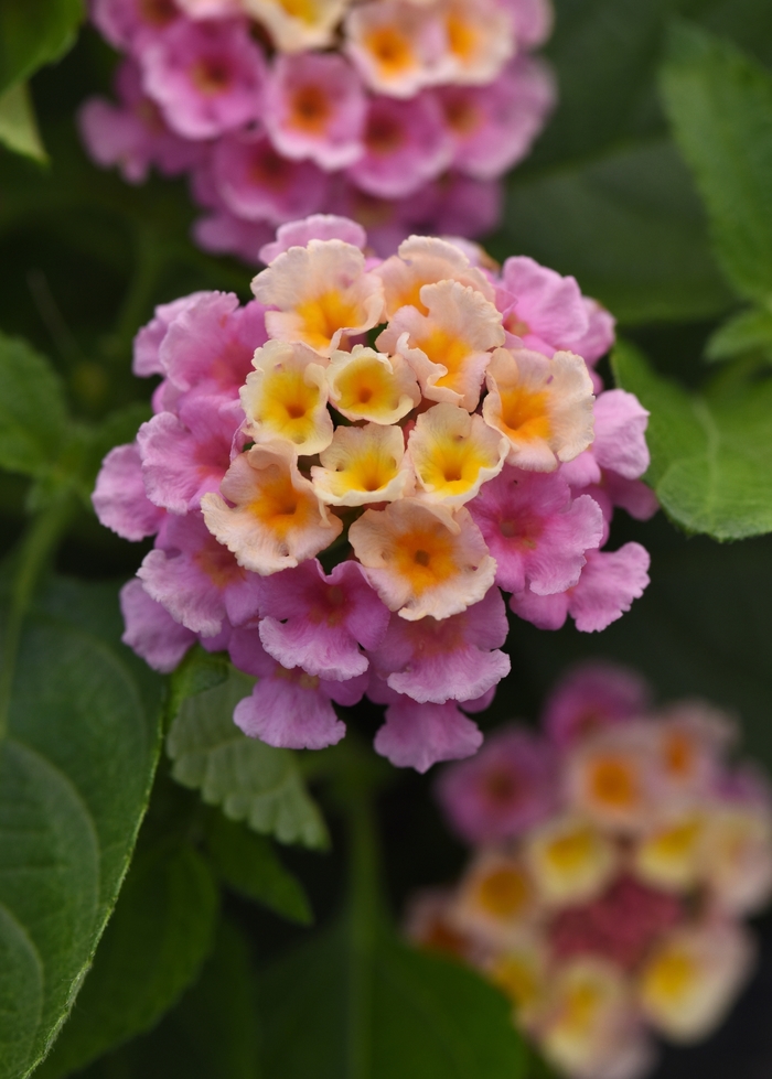 Bloomify™ Pink - Lantana from Bloomfield Garden Center