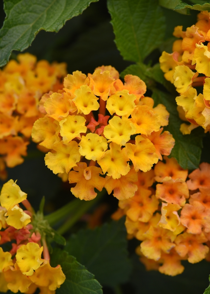 Bloomify™ Orange - Lantana from Bloomfield Garden Center