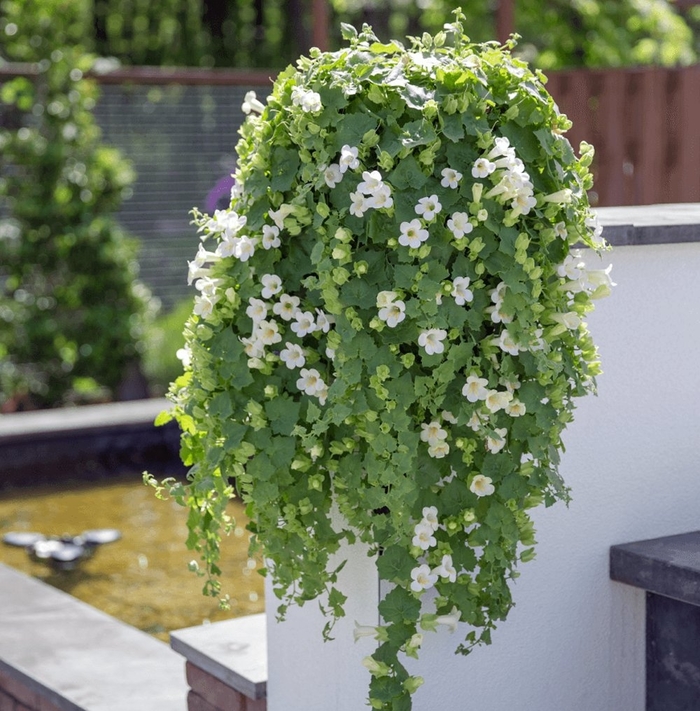 Lofos® White - Lophospermum hybrid from Bloomfield Garden Center
