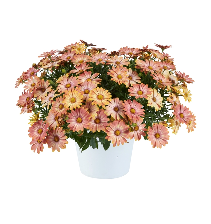 Osteospermum Osticade Daybreak Bloomfield Garden Center