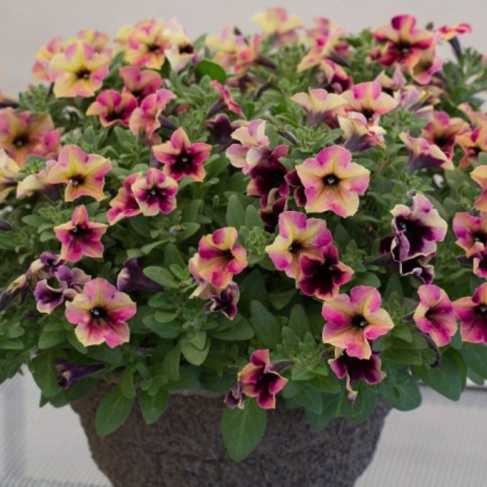 Petunia Premium Crazytunia Blackberry Cheesecake Bloomfield