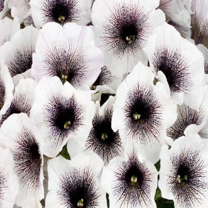 Crazytunia Black & White - Petunia - Premium from Bloomfield Garden Center