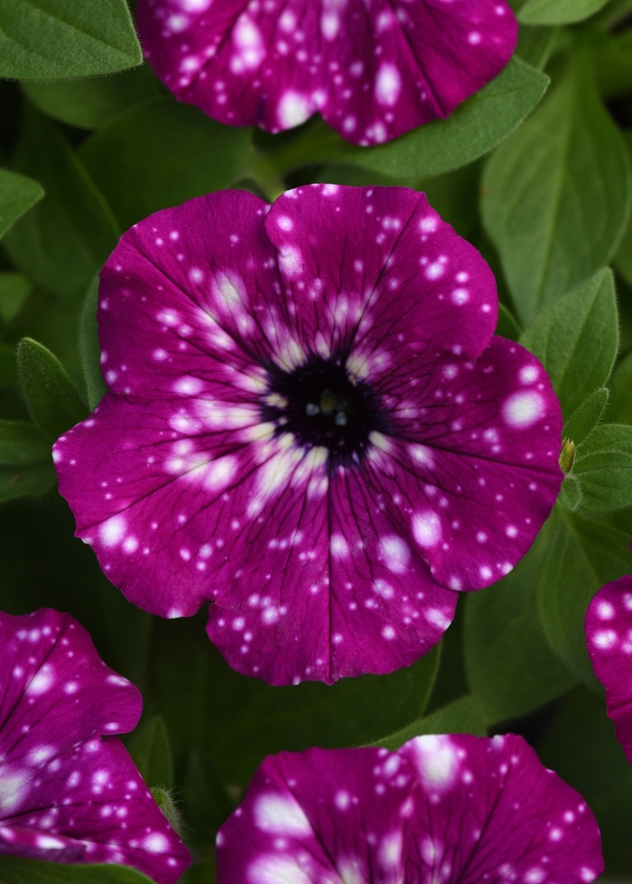 Headliner™ Electric Purple Sky - Petunia - Premium from Bloomfield Garden Center