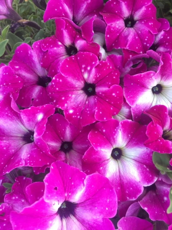 Headliner™ Enchanted Sky - Petunia - Premium from Bloomfield Garden Center