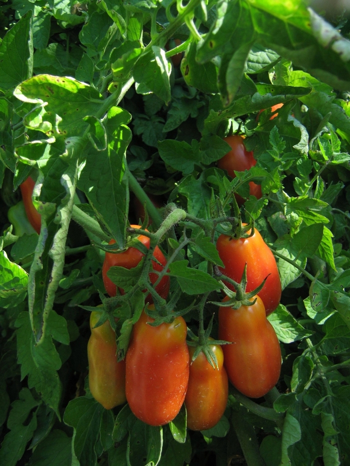 Opalka - Tomato - Heirloom from Bloomfield Garden Center