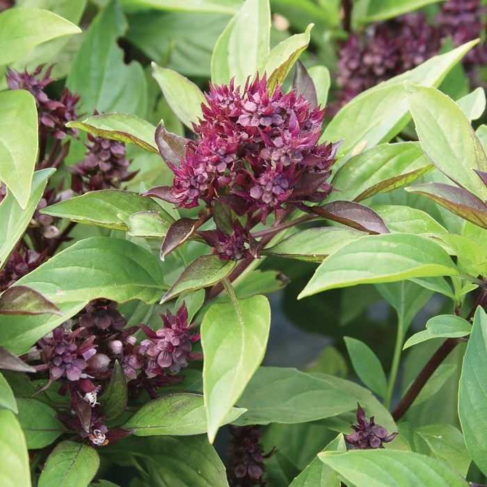 Siam Queen - Basil from Bloomfield Garden Center