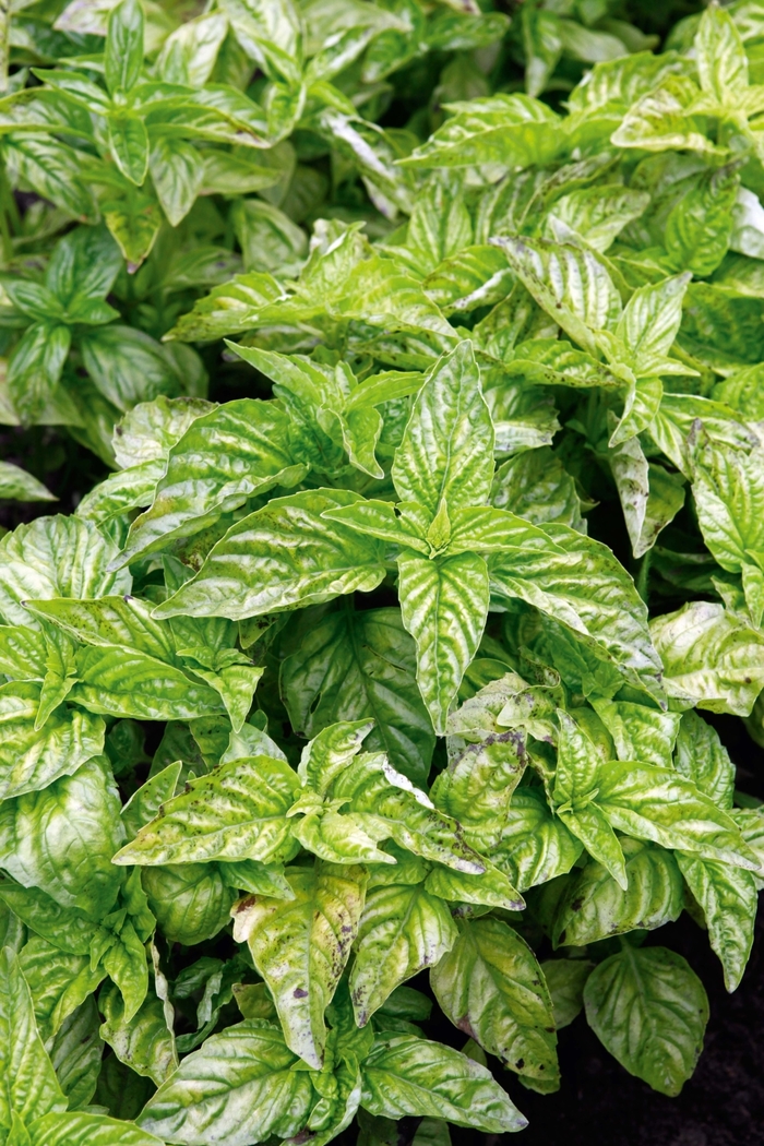 Greek Columnar - Basil from Bloomfield Garden Center