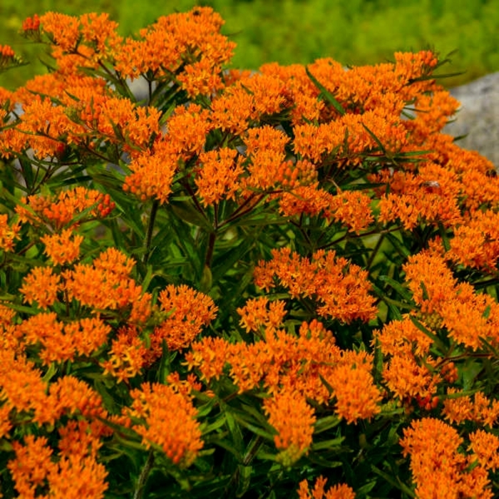 Butterfly Weed - Asclepius tuberosa from Bloomfield Garden Center