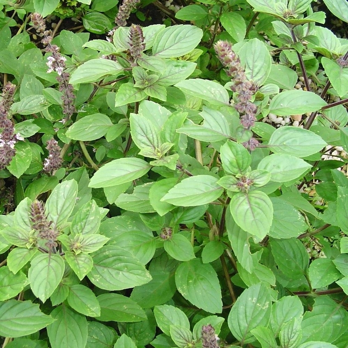 African Blue - Basil from Bloomfield Garden Center