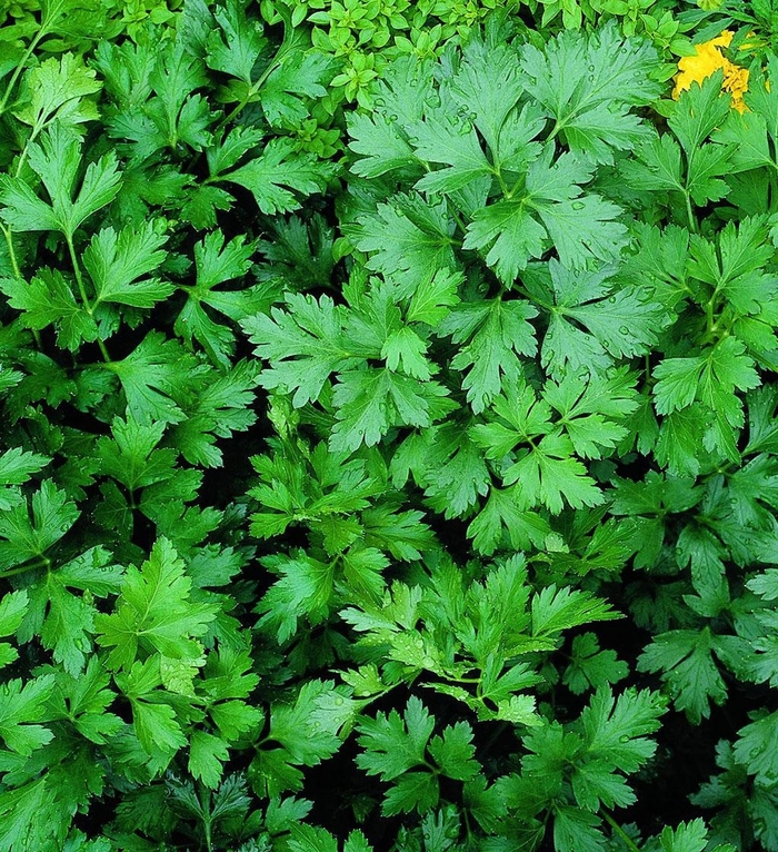 Italian Flat - Parsley from Bloomfield Garden Center