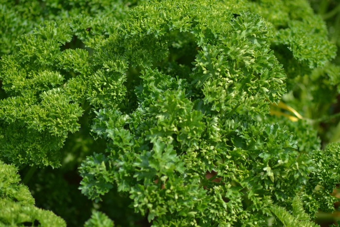 Curled (Moss) - Parsley from Bloomfield Garden Center