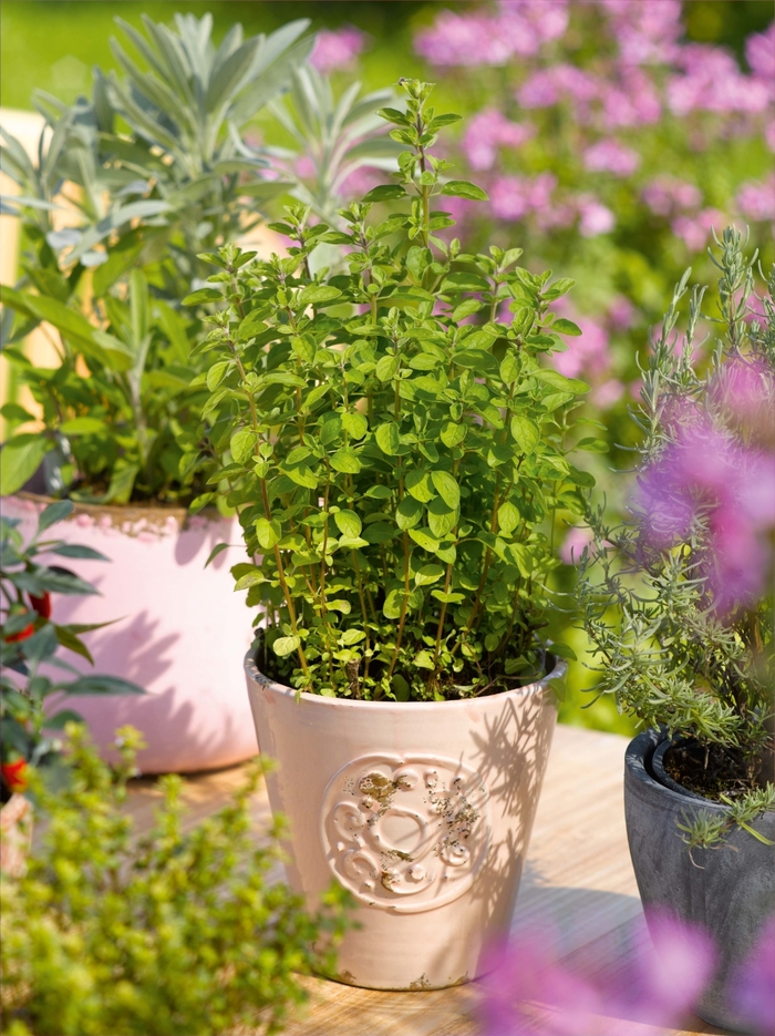 Italian - Oregano from Bloomfield Garden Center