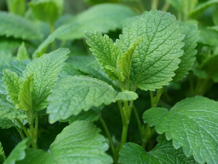 Lemon Balm - Melissa Officinalis from Bloomfield Garden Center