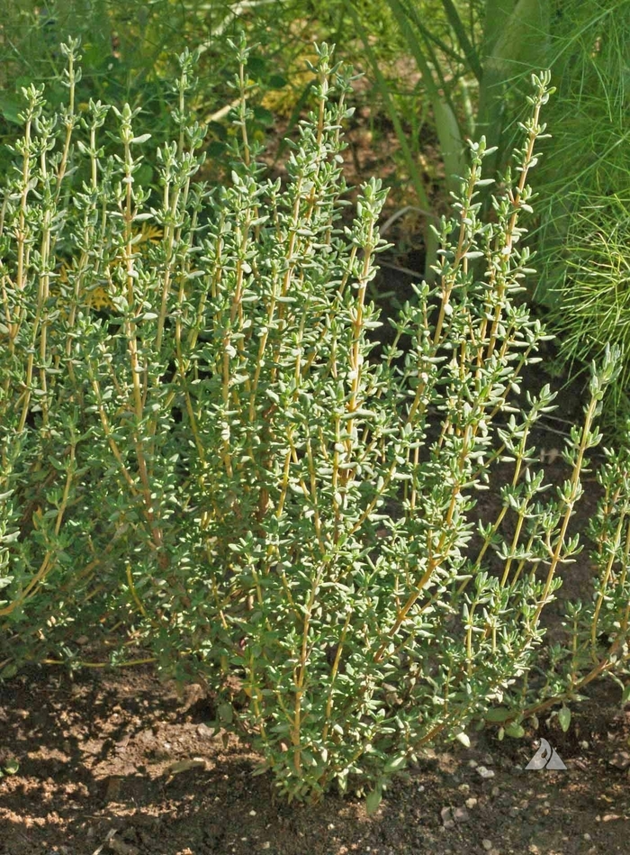 English Thyme - Thyme Winter from Bloomfield Garden Center