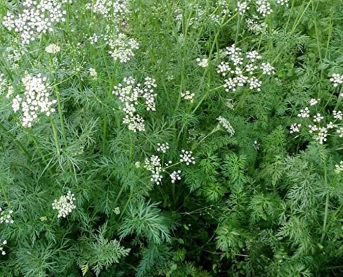 Cumin - Cumin from Bloomfield Garden Center