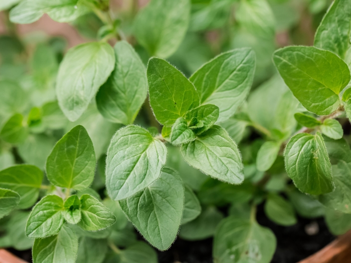 Greek - Oregano Vulgares from Bloomfield Garden Center