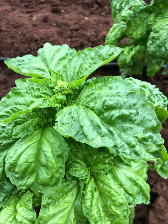 Sweet Mammoth - Basil from Bloomfield Garden Center