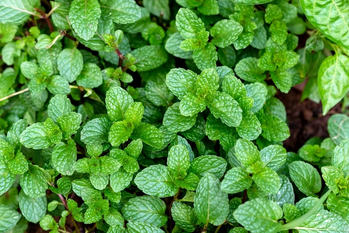 Orange - Mint from Bloomfield Garden Center