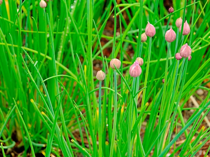 Fine Leaved - Chives from Bloomfield Garden Center