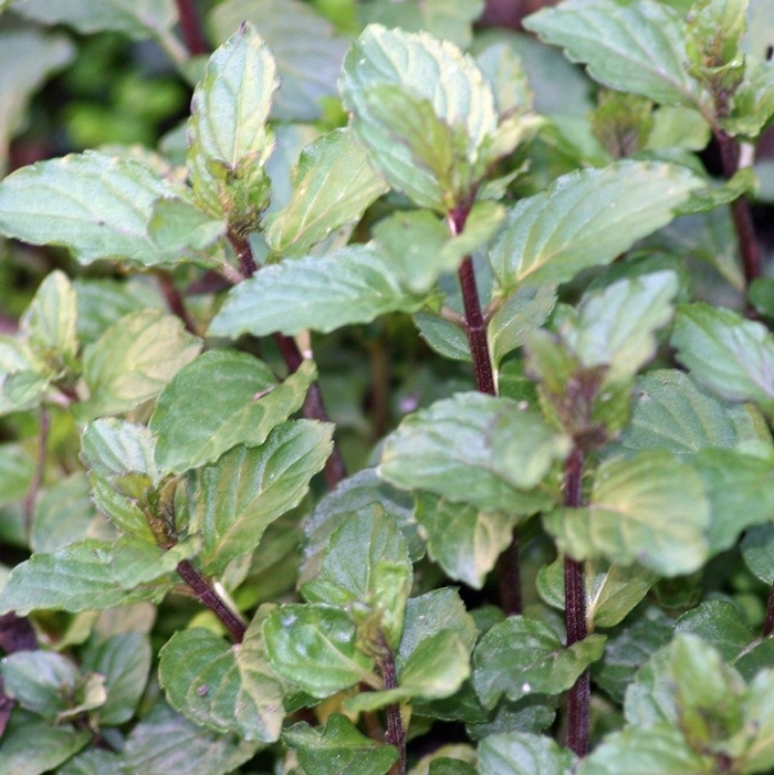 Chocolate - Mint from Bloomfield Garden Center