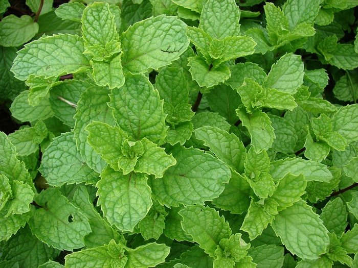 Spearmint - Mint from Bloomfield Garden Center Spearmint - Mint from Bloomfield Garden Center