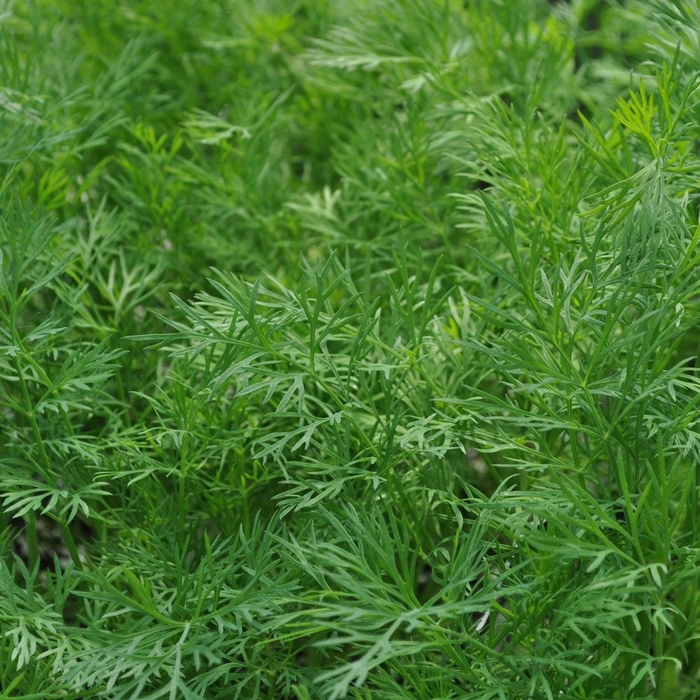 Dukat - Dill from Bloomfield Garden Center