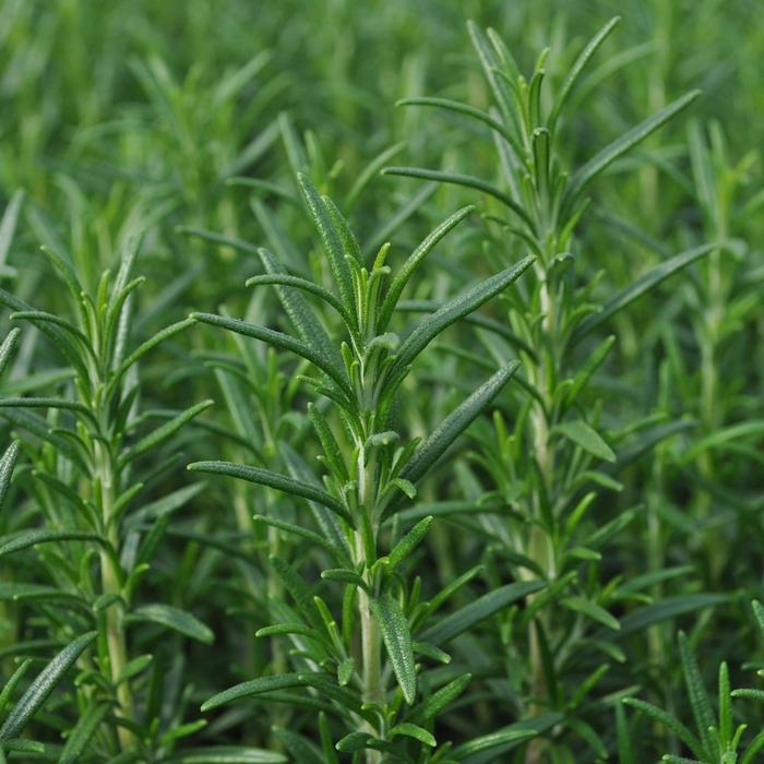 Arp Rosemary - Rosemary from Bloomfield Garden Center