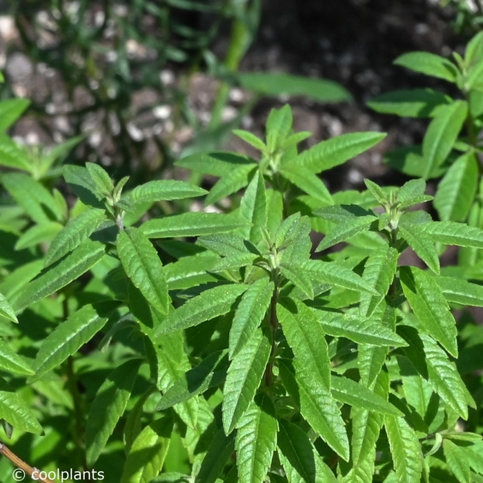 Lemon Verbena - Lemon Verbena from Bloomfield Garden Center