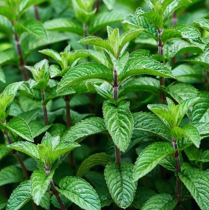 Mojito - Mint from Bloomfield Garden Center