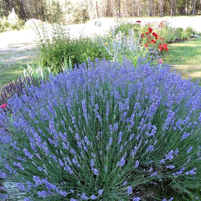 Munstead - Lavender from Bloomfield Garden Center