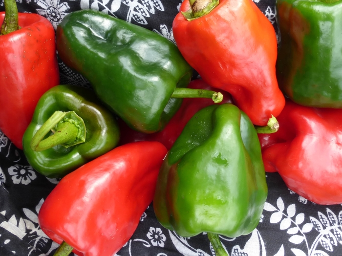 Ancho - Poblano - Pepper - HOT from Bloomfield Garden Center