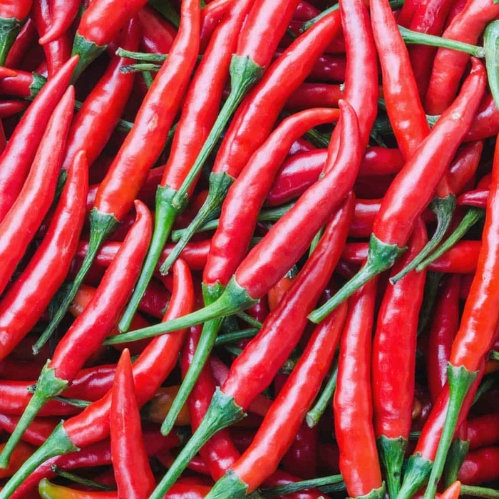 Cayenne Long Thin - Pepper - HOT from Bloomfield Garden Center