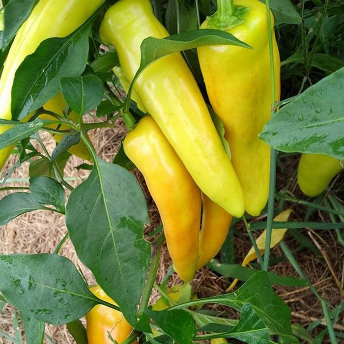 Hungarian Yellow Wax - Pepper - HOT from Bloomfield Garden Center