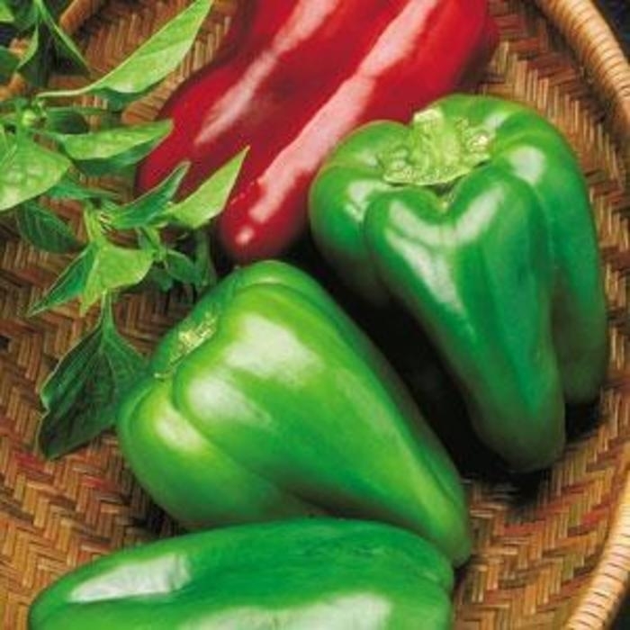 Big Bertha - Pepper - Bell Sweet from Bloomfield Garden Center