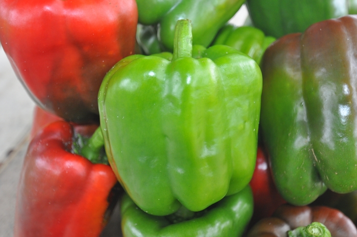 California Wonder - Pepper - Bell Sweet from Bloomfield Garden Center