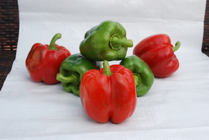 Yolo Wonder - Pepper - Bell Sweet from Bloomfield Garden Center