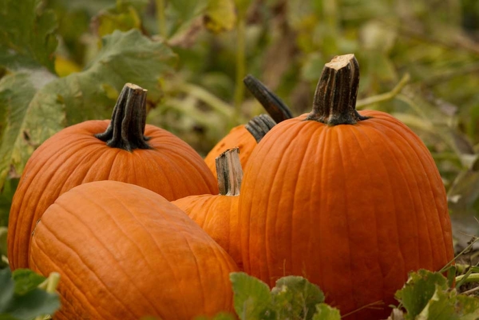 Howden - Pumpkin from Bloomfield Garden Center