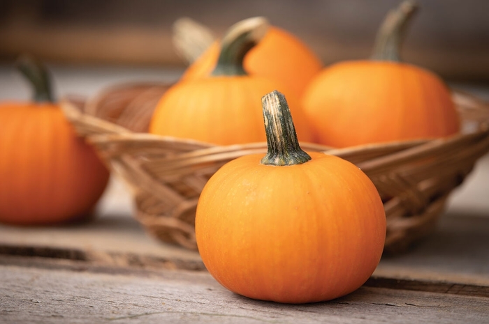 Wee-Be-Little - Pumpkin from Bloomfield Garden Center