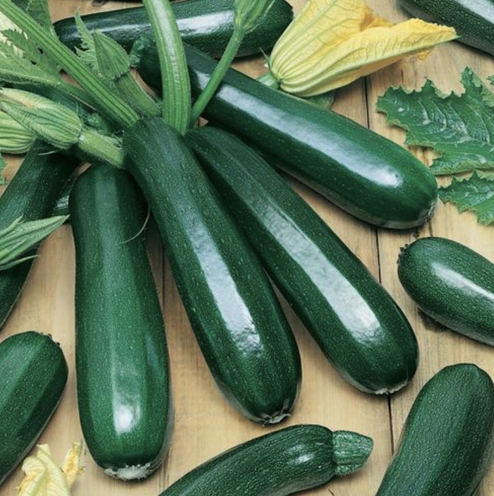 Black Beauty Zucchini - Squash - Summer from Bloomfield Garden Center