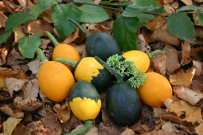 Goblin - Gourd from Bloomfield Garden Center